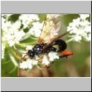 Phaenolobus terebrator - Schlupfwespe w03a 16mm - Sandgrube Niedringhaussee det06.jpg